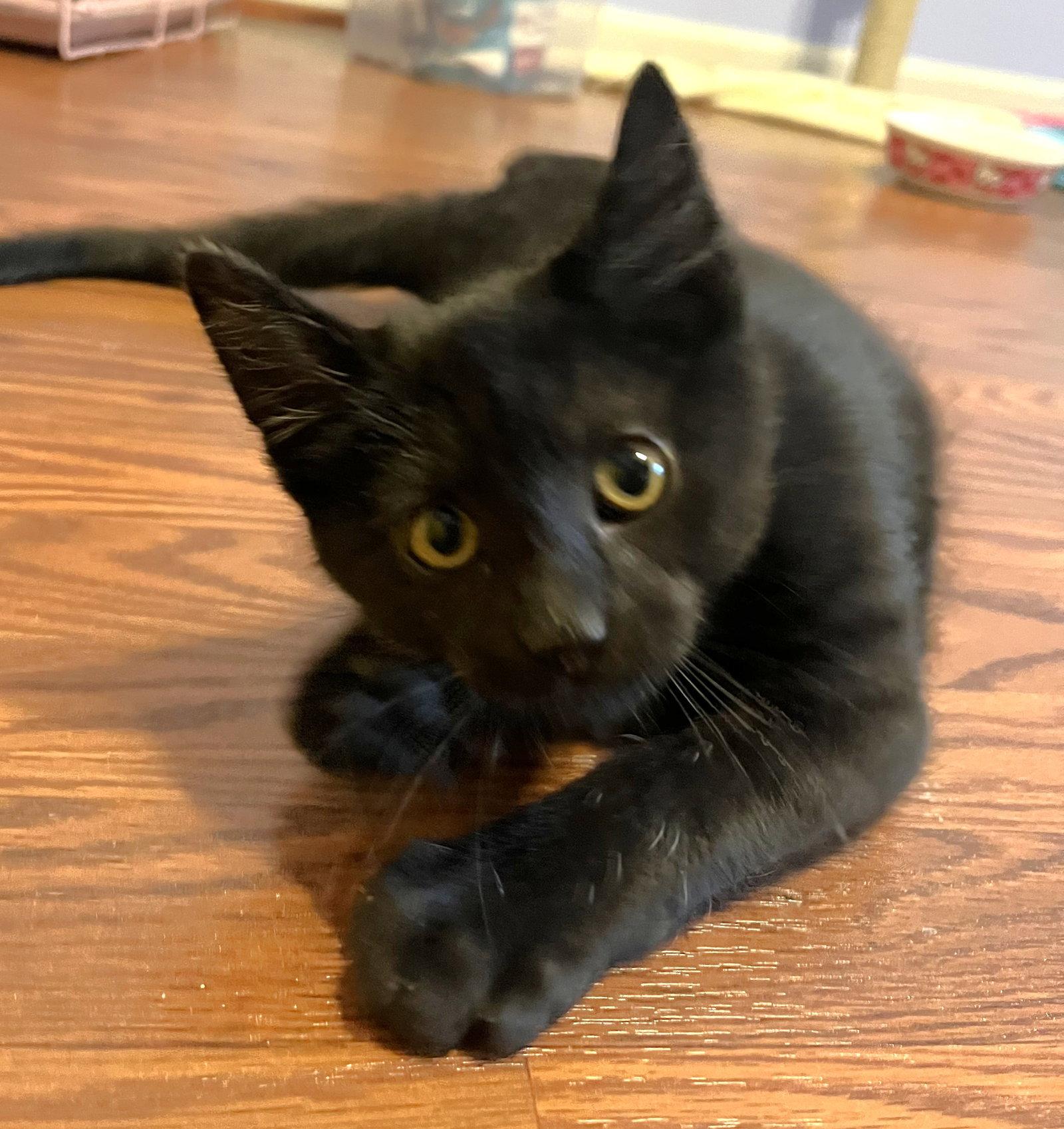 Enlarge Hudson, a Adoptable Domestic Short Hair in Shawnee, KS image 2/3