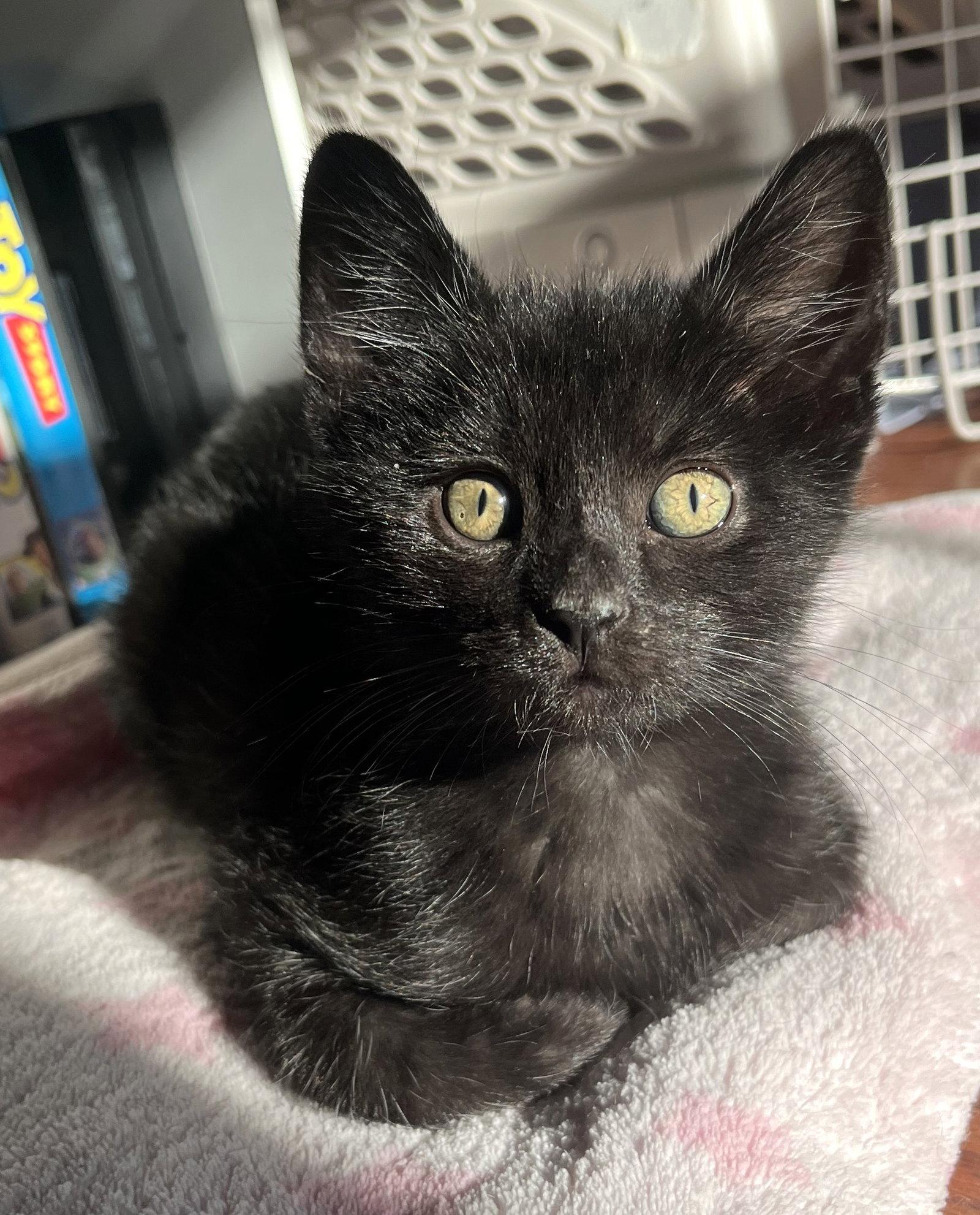 Enlarge Hudson, a Adoptable Domestic Short Hair in Shawnee, KS image 3/3