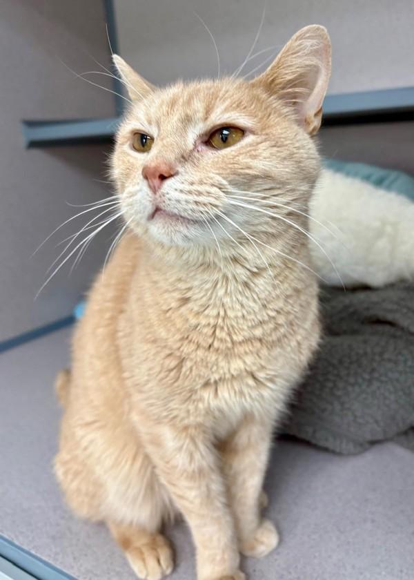 Ritchie (in Foster), Adoptable, Adult Male Domestic Short Hair.