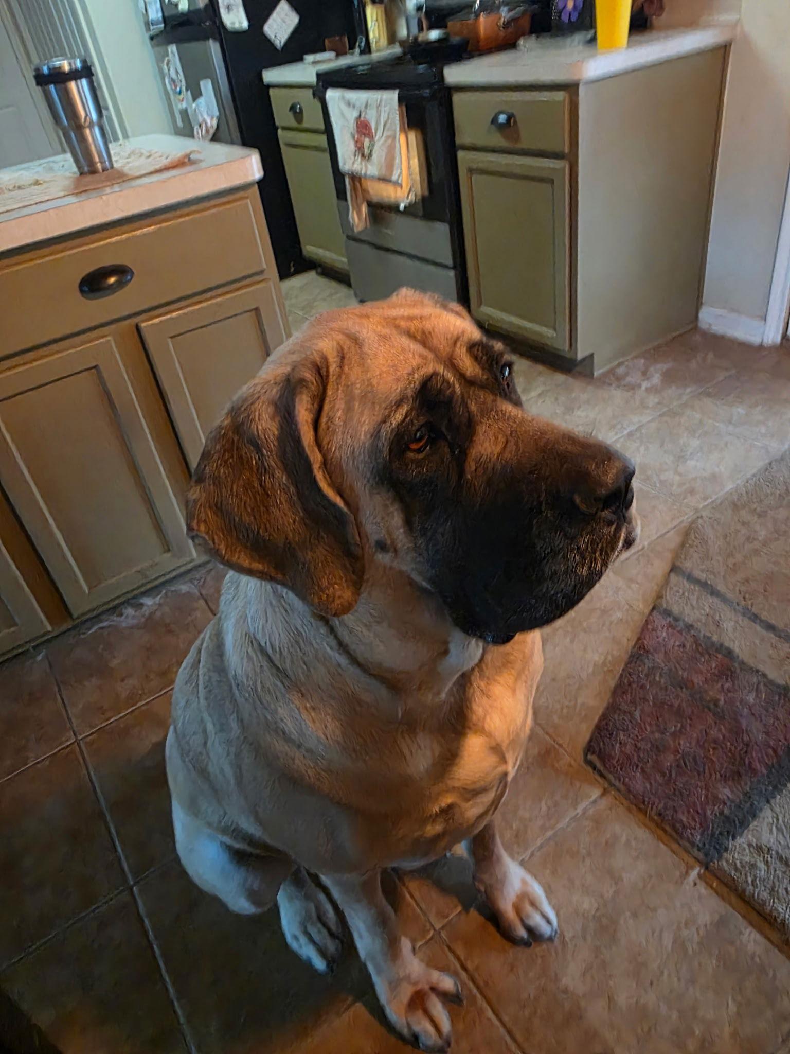 May, a Adopted Mastiff in Edmond, OK image 1/3