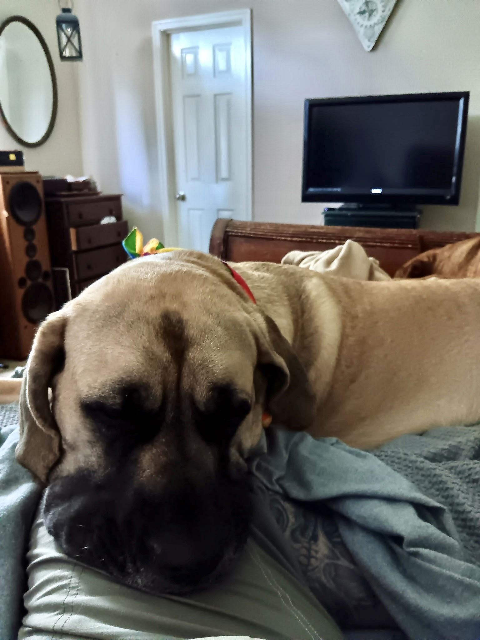 May, a Adopted Mastiff in Edmond, OK image 3/3