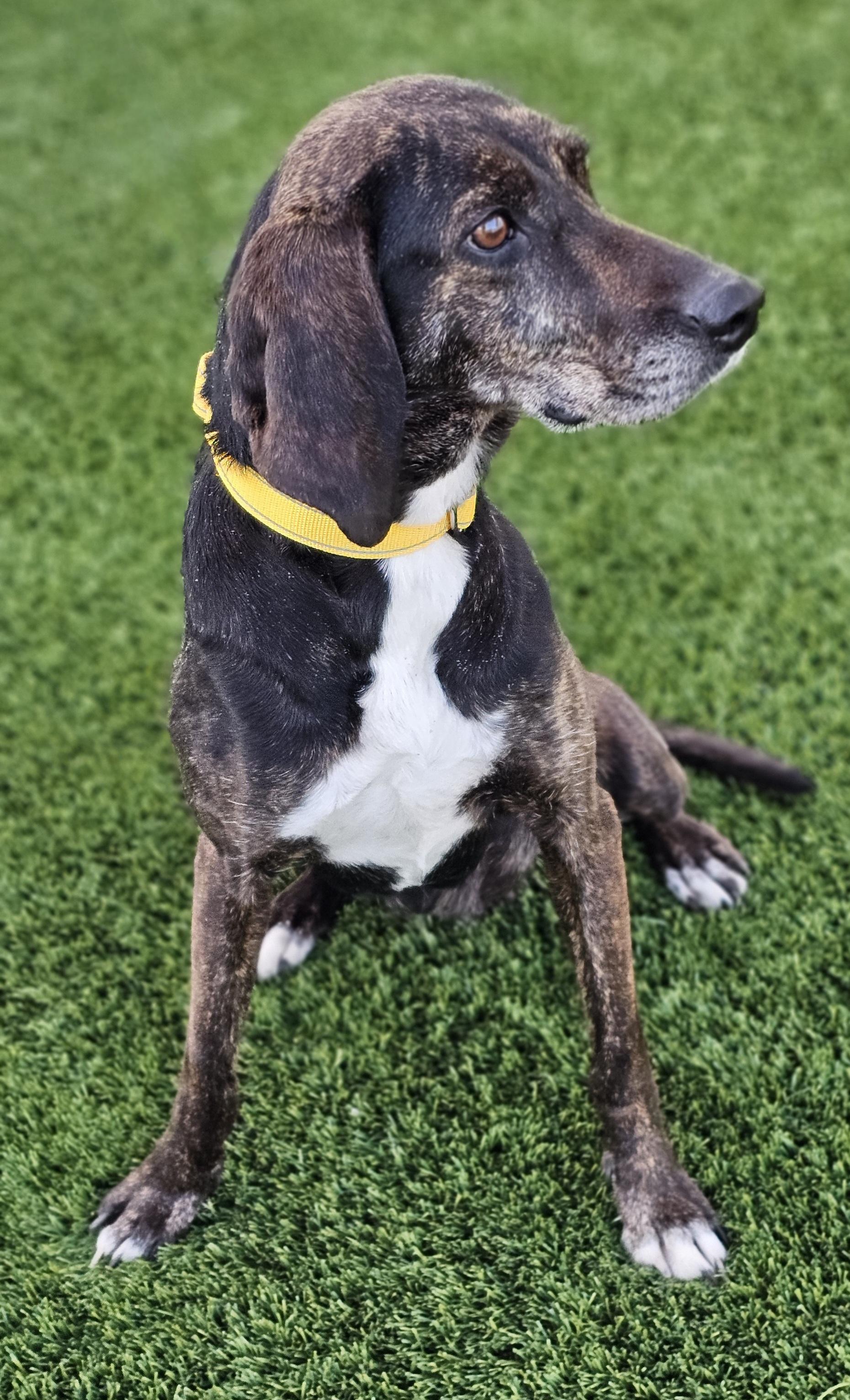 Enlarge Daisy Duke, an adopted Plott Hound in Eagle, ID image 3/5