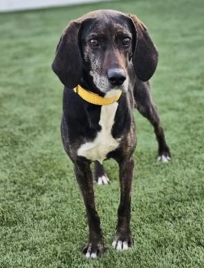 Enlarge Daisy Duke, an adopted Plott Hound in Eagle, ID image 1/5