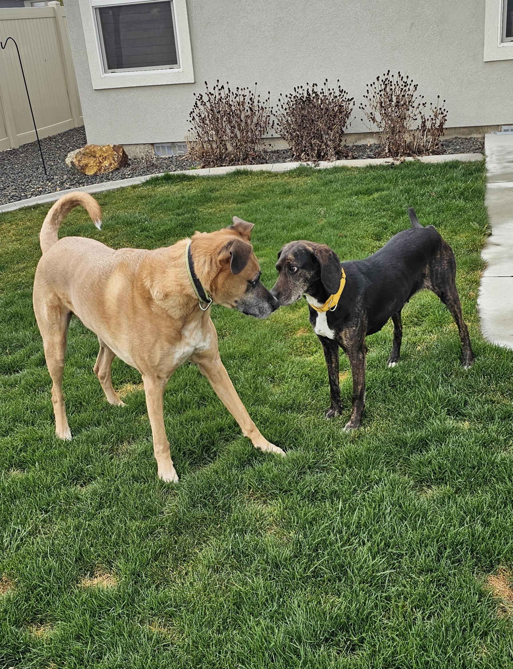 Enlarge Daisy Duke, an adopted Plott Hound in Eagle, ID image 4/5