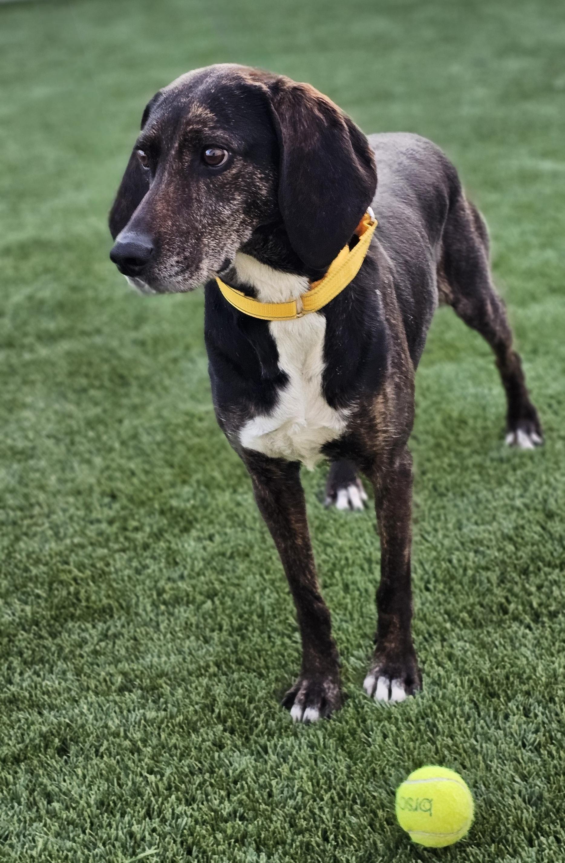 Enlarge Daisy Duke, an adopted Plott Hound in Eagle, ID image 2/5