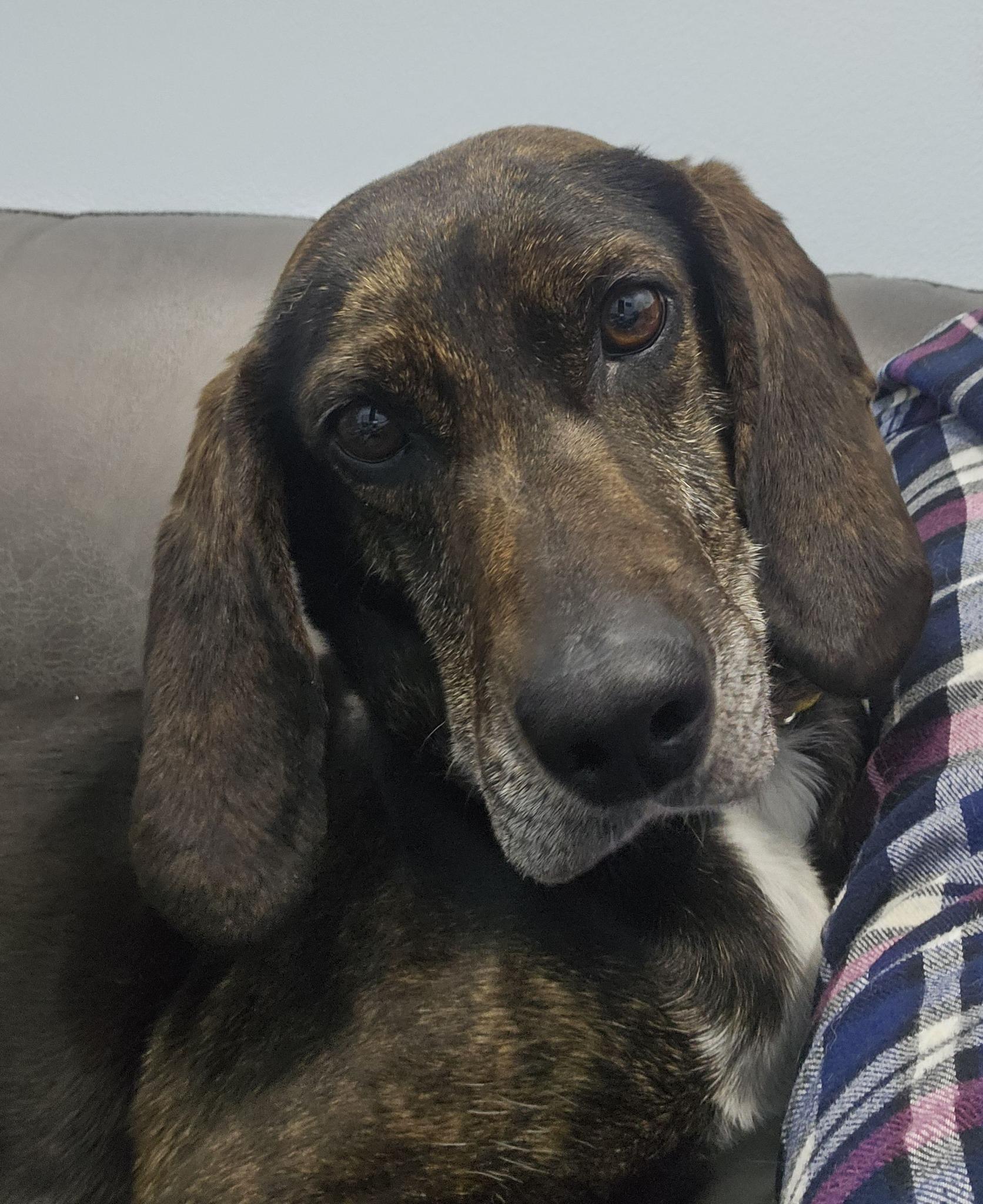 Enlarge Daisy Duke, an adopted Plott Hound in Eagle, ID image 5/5