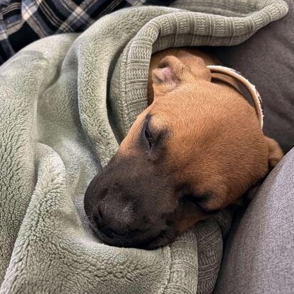 Daphne, ADOPTABLE, Puppy Female American Staffordshire Terrier & English Pointer.