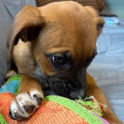 Enlarge Daphne, a ADOPTABLE mixed breed in Driggs, ID image 2/5