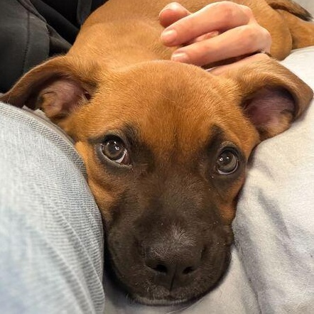 Enlarge Daphne, a ADOPTABLE mixed breed in Driggs, ID image 3/5