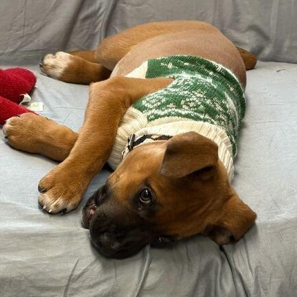 Enlarge Daphne, a ADOPTABLE mixed breed in Driggs, ID image 4/5