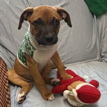 Enlarge Daphne, a ADOPTABLE mixed breed in Driggs, ID image 5/5