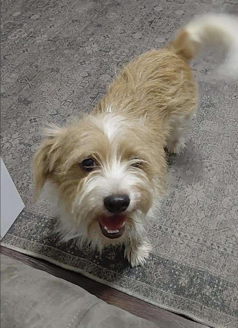 Enlarge Skipper, a Adoptable mixed breed in Columbus , OH image 5/6