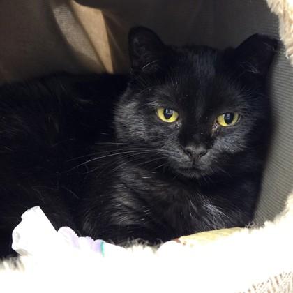 Enlarge Sabbath, a Adoptable mixed breed in Voorhees, NJ image 1/1