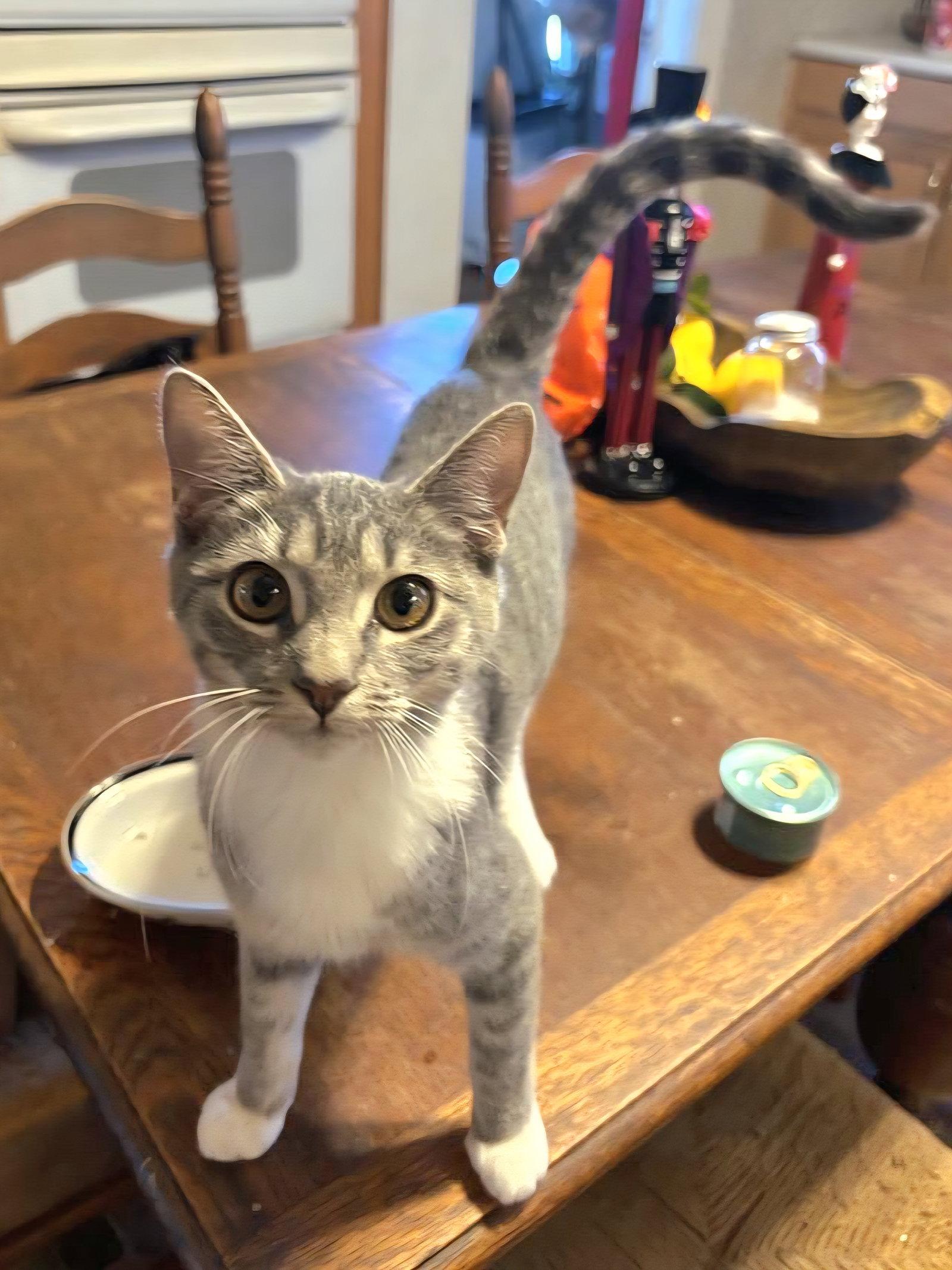 Connie, Adopted, Kitten Female Tabby & Domestic Short Hair.