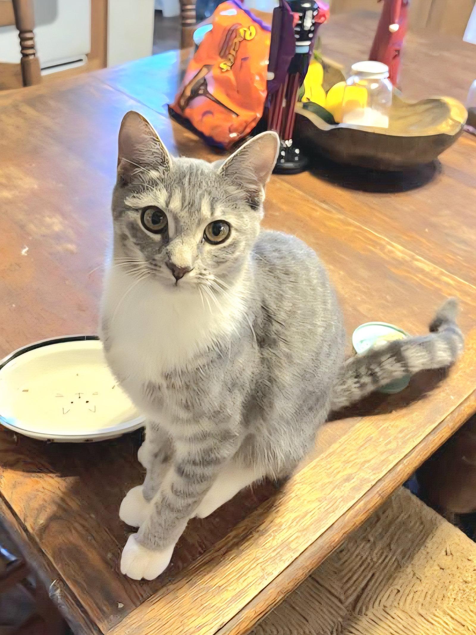 Enlarge Connie, a Adopted mixed breed in Locust Grove, GA image 3/3