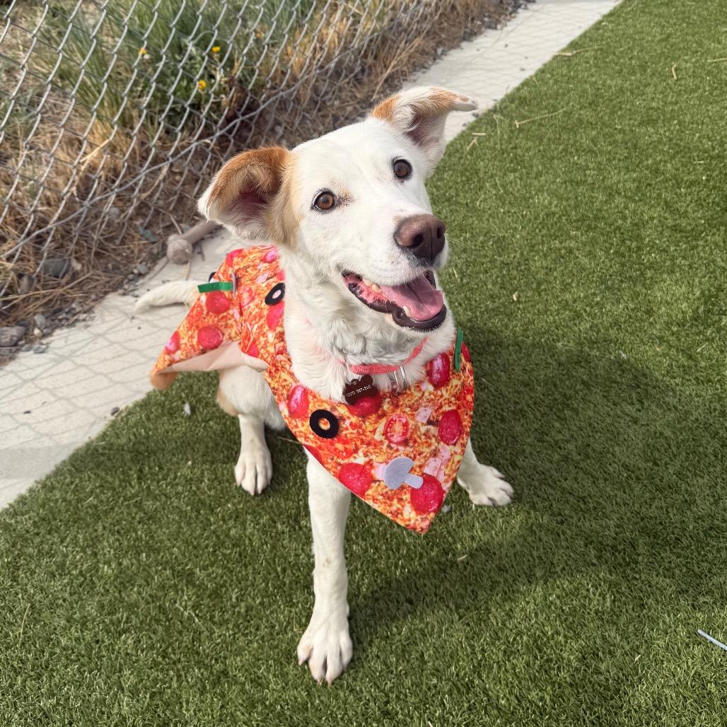 Merci, Adoptable, Young Female Labrador Retriever & Mixed Breed.