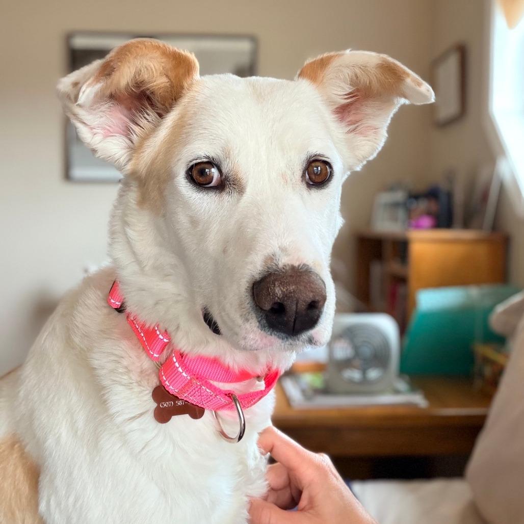 Enlarge Merci, a Adoptable mixed breed in Cody, WY image 2/5