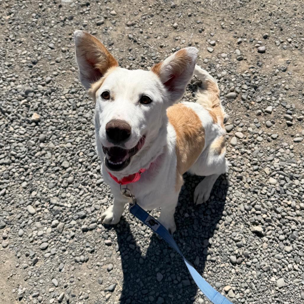 Enlarge Merci, a Adoptable mixed breed in Cody, WY image 3/5