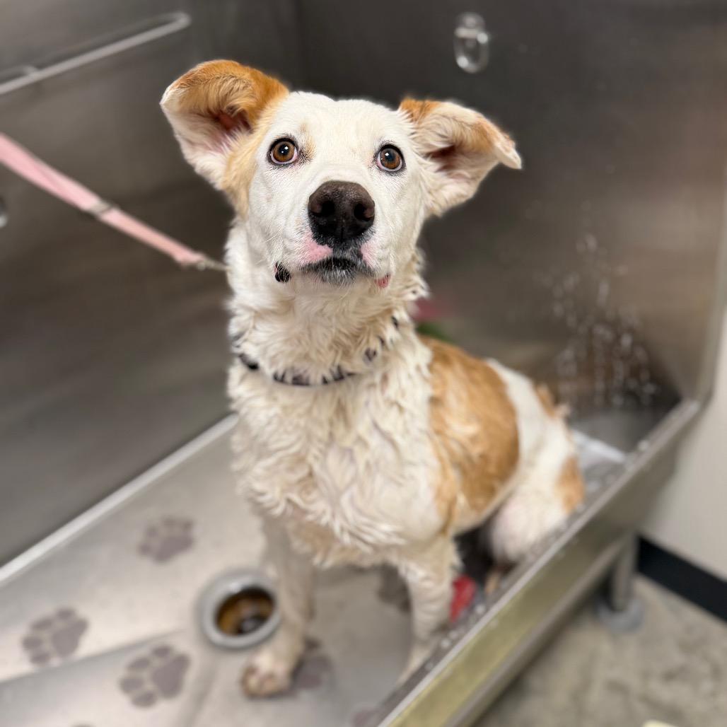 Enlarge Merci, a Adoptable mixed breed in Cody, WY image 4/5