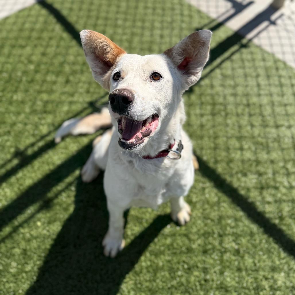 Enlarge Merci, a Adoptable mixed breed in Cody, WY image 5/5