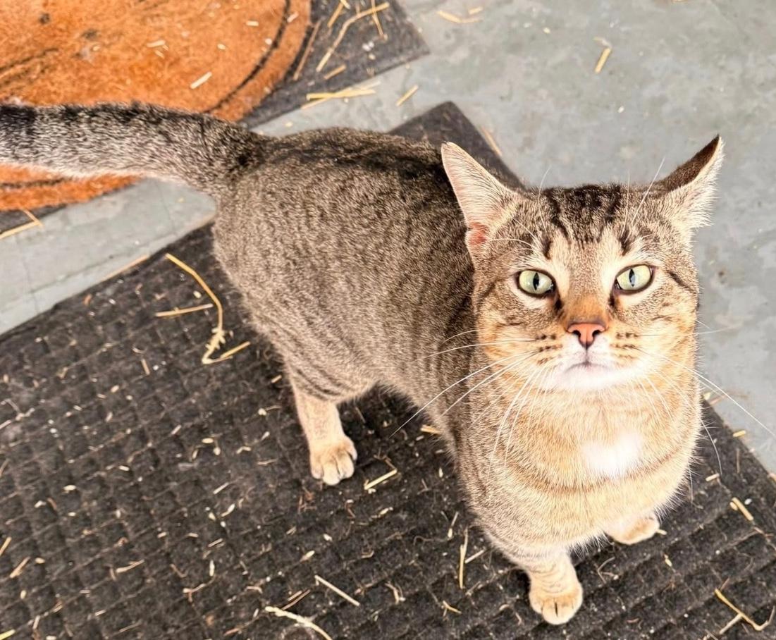 Jake, ADOPTABLE, Adult Male Domestic Short Hair.