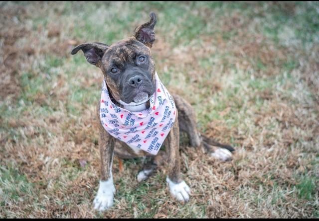 NOELLE, Adoptable, Young Female Boxer.