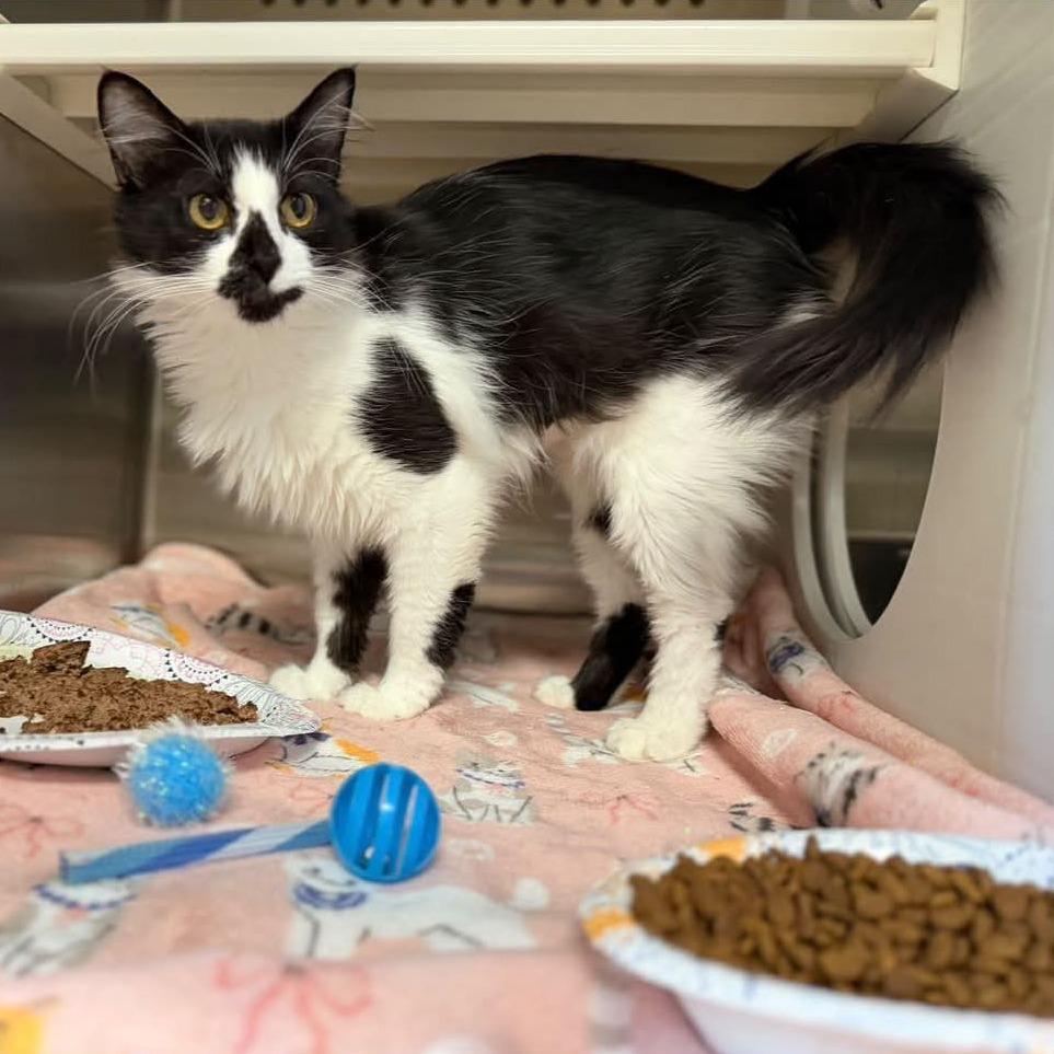 Romaine, Adoptable, Adult Female Domestic Long Hair.