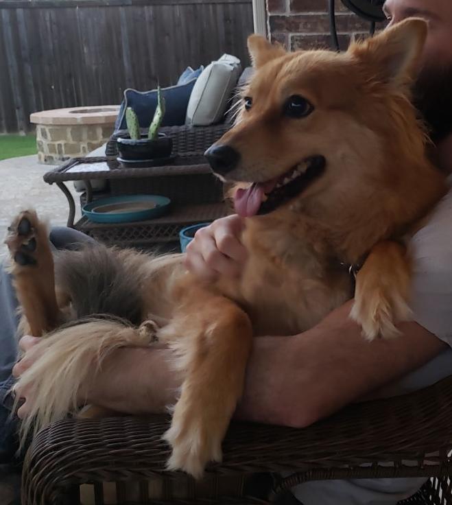 Cinnamon, a ADOPTABLE mixed breed in Denton, TX image 2/4