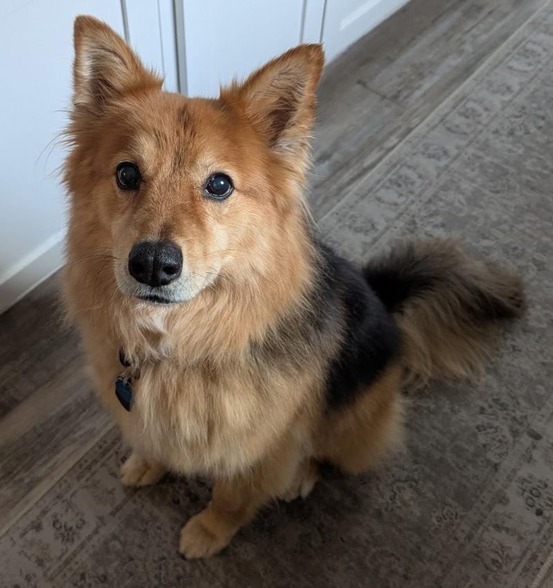 Cinnamon, ADOPTABLE, Adult Female German Shepherd Dog & Australian Shepherd.