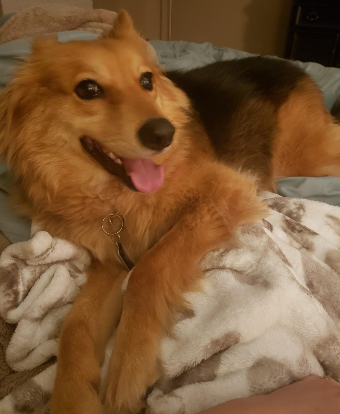 Cinnamon, a ADOPTABLE mixed breed in Denton, TX image 3/4