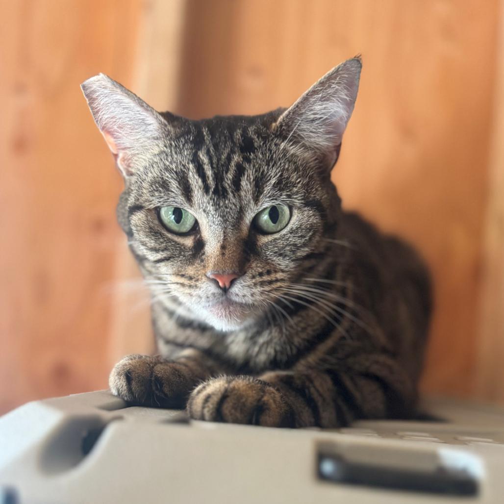 Enlarge Alicia, a Adoptable Domestic Short Hair in Brea, CA image 1/3