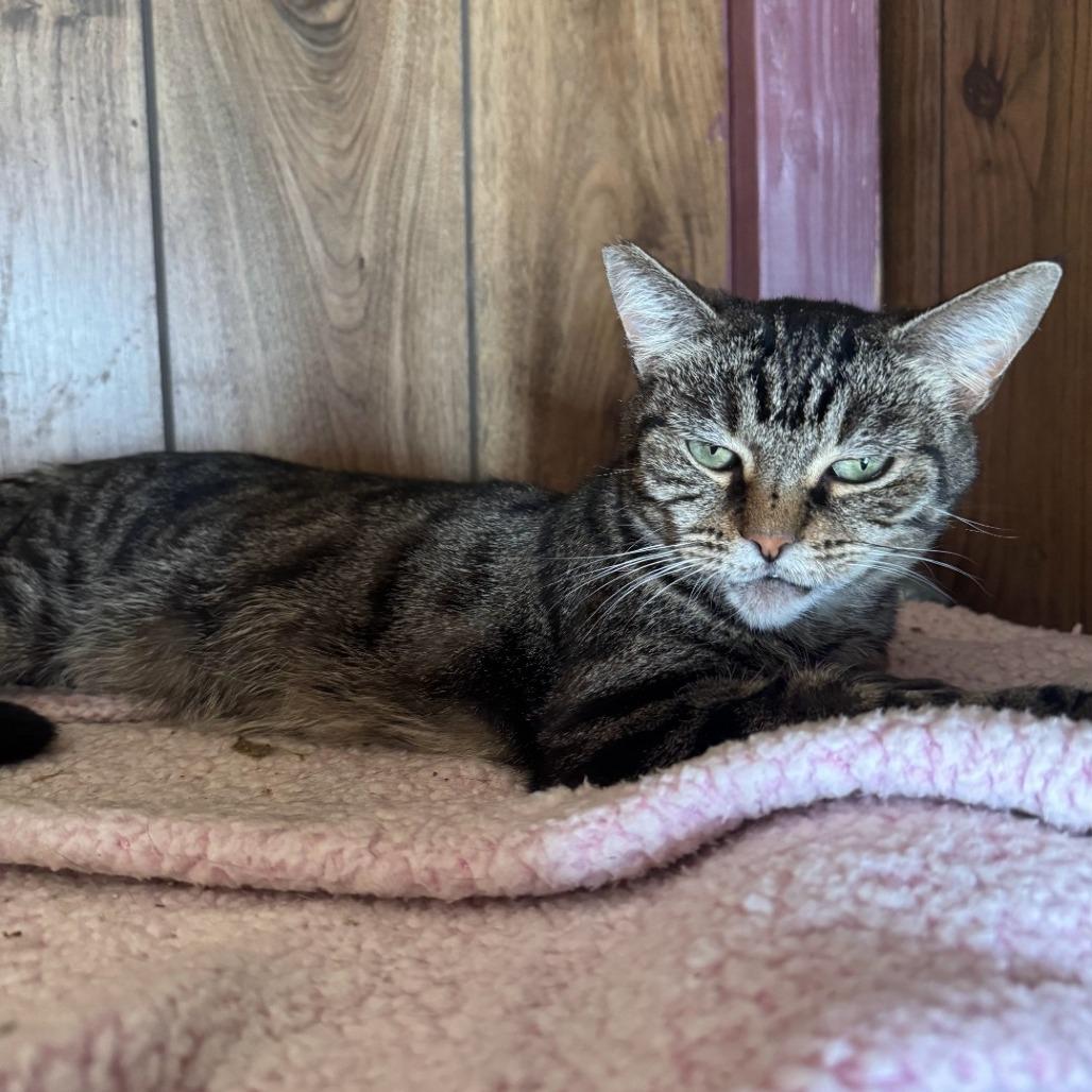 Enlarge Alicia, a Adoptable Domestic Short Hair in Brea, CA image 2/3