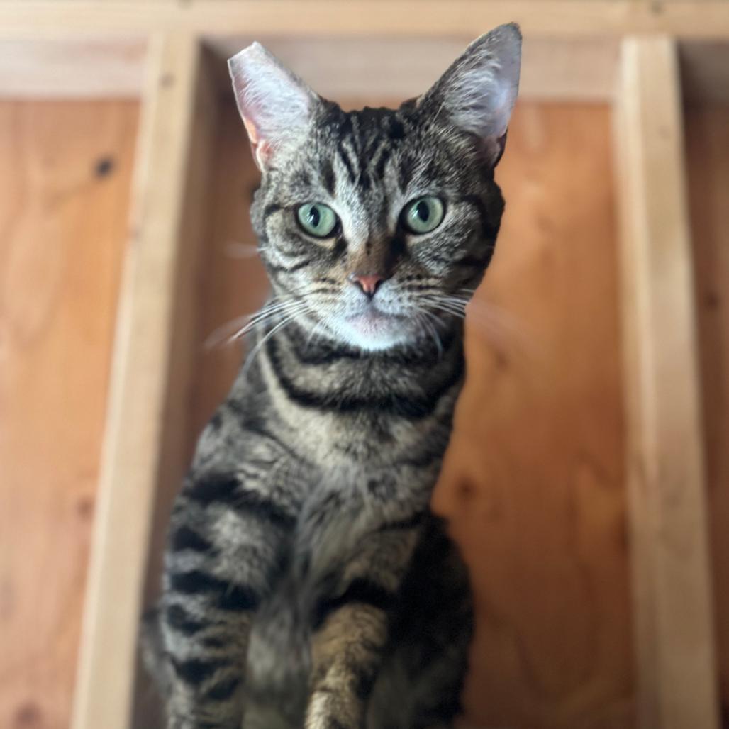 Enlarge Alicia, a Adoptable Domestic Short Hair in Brea, CA image 3/3