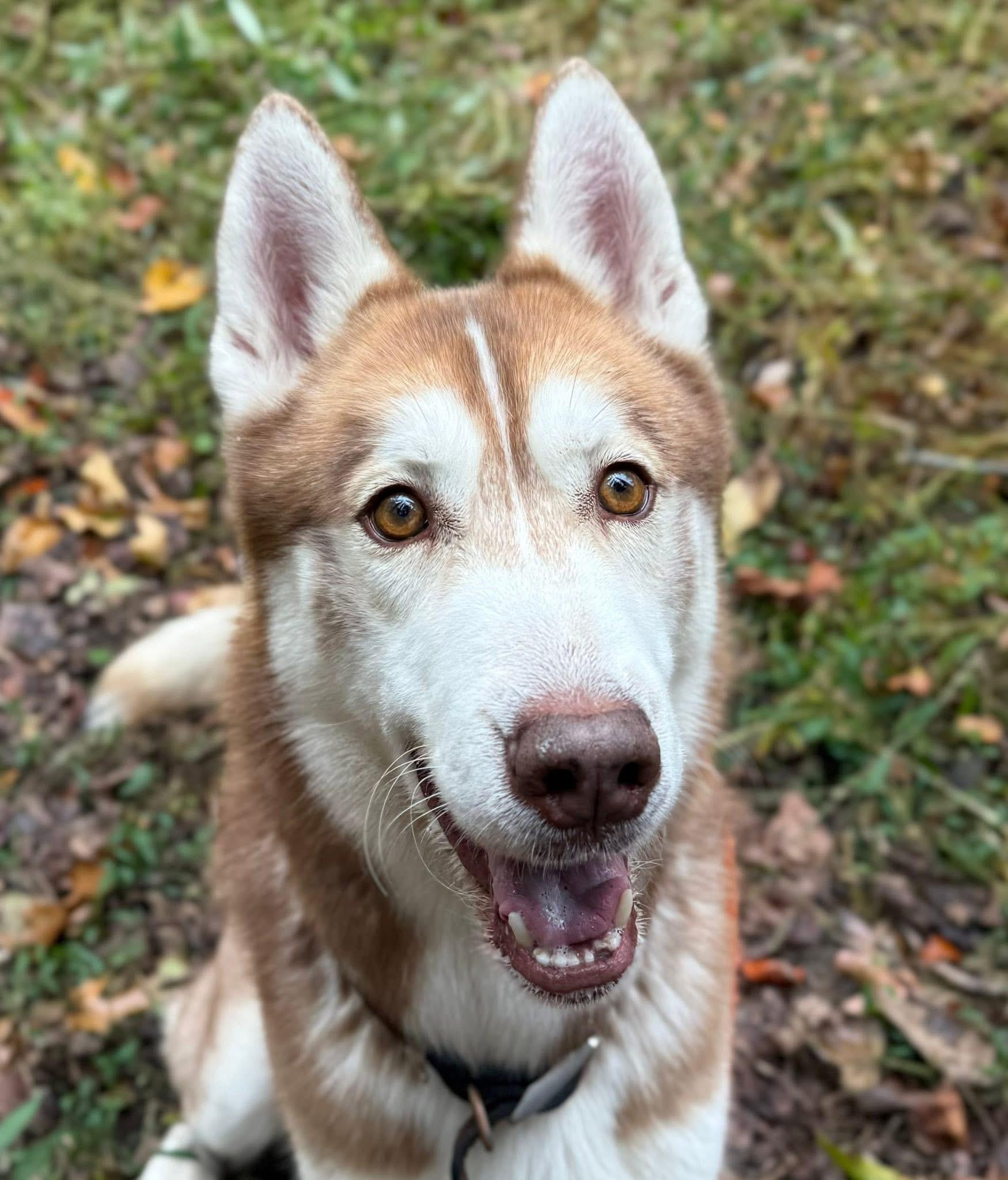 Mickey (ID 48835/3516)