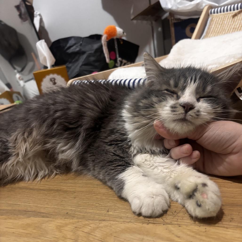 Wisp 2 — thumbnail 2