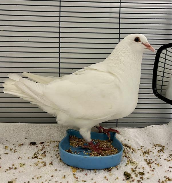 COLA, Adoptable, Young Female Pigeon.