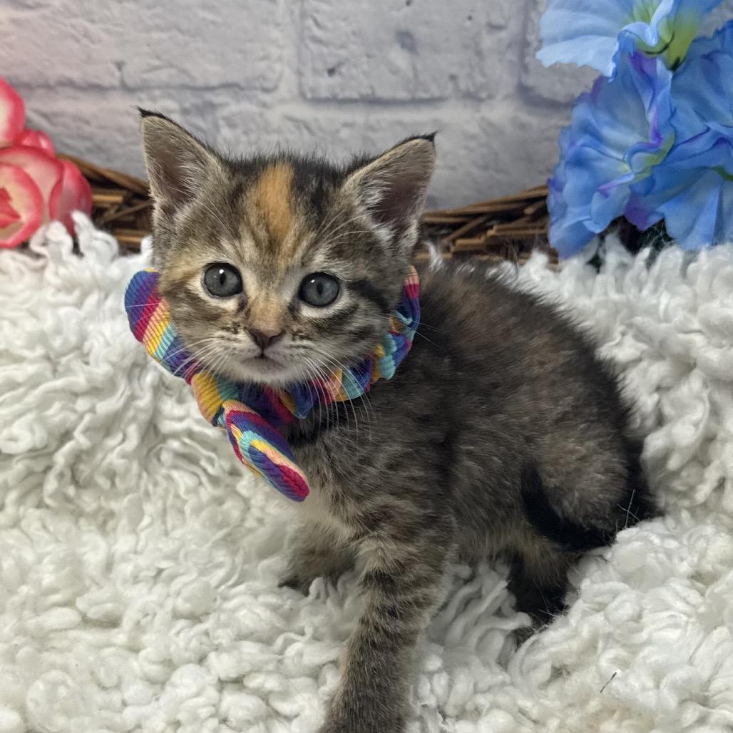 Katia, Adoptable, Kitten Female Domestic Short Hair.