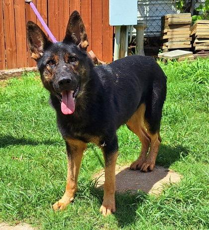 Enlarge Louise, a Adopted German Shepherd Dog in Montgomery, AL image 1/1