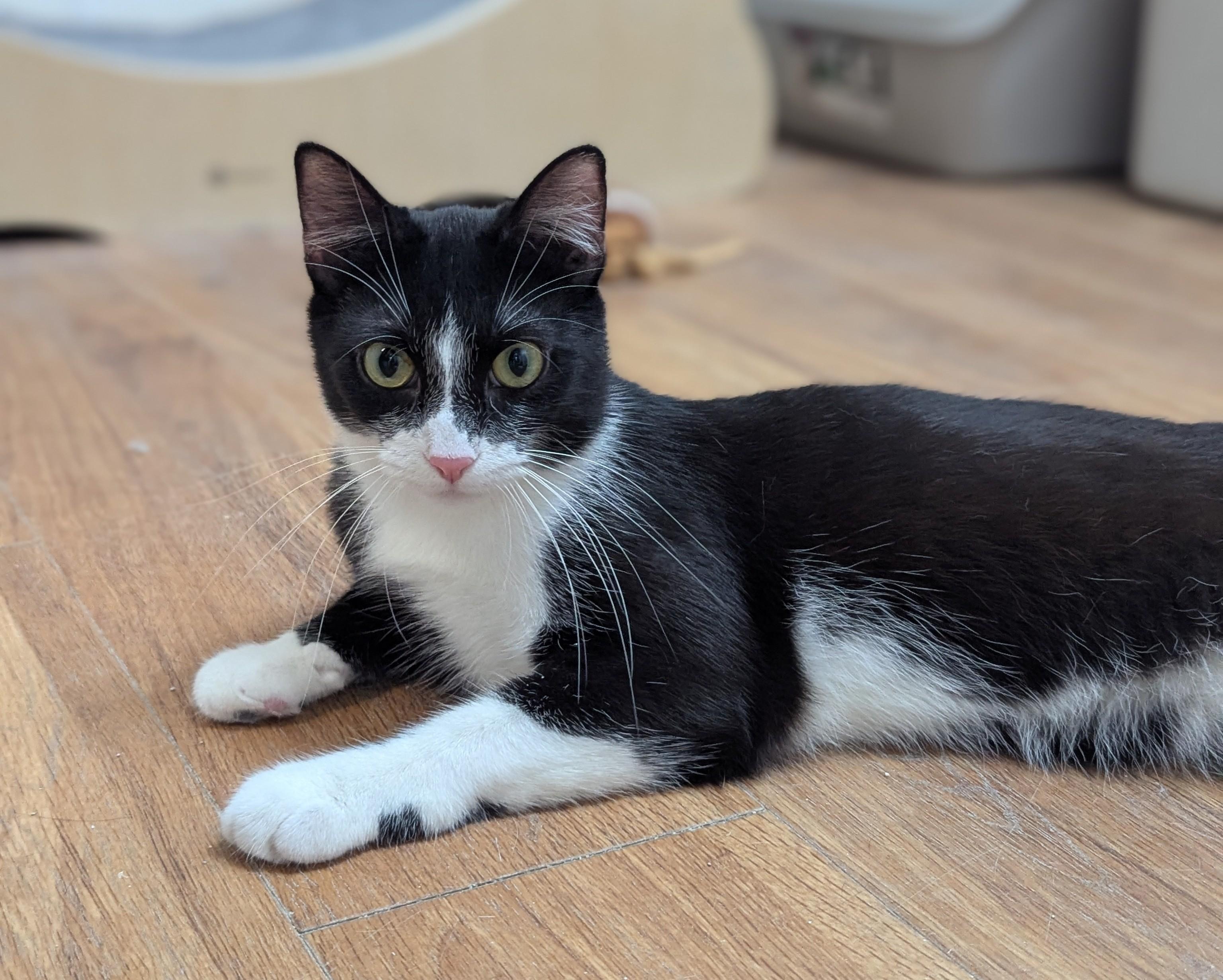 Herbie, Young Male Domestic Short Hair