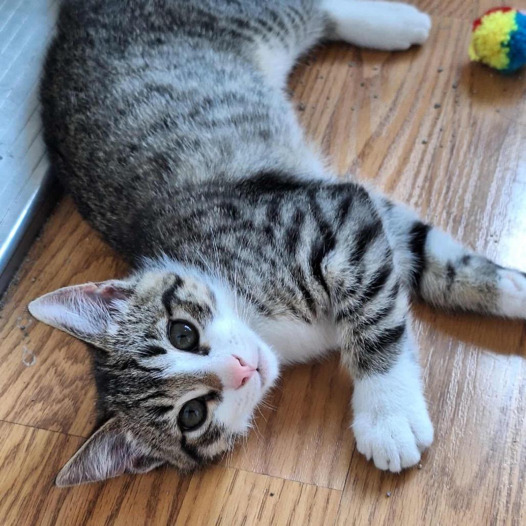 Rudy, a Adoptable Domestic Short Hair in Ferndale, WA image 1/2