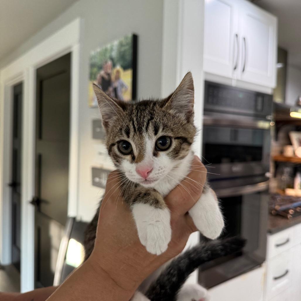 Rudy, a Adoptable Domestic Short Hair in Ferndale, WA image 2/2