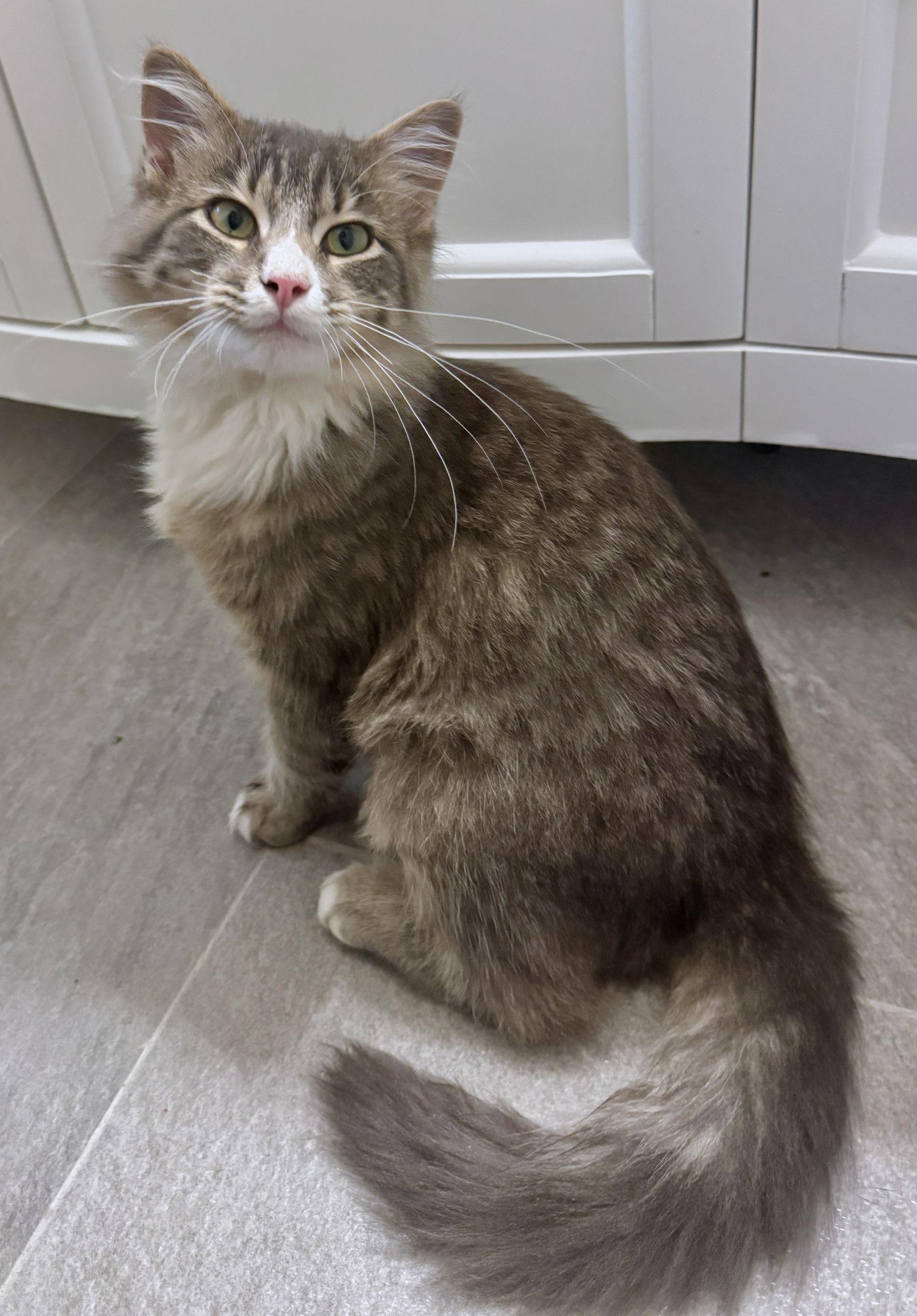 Calvin - cuddly cutie - CCC, Adopted, Young Male Tabby & Domestic Long Hair.