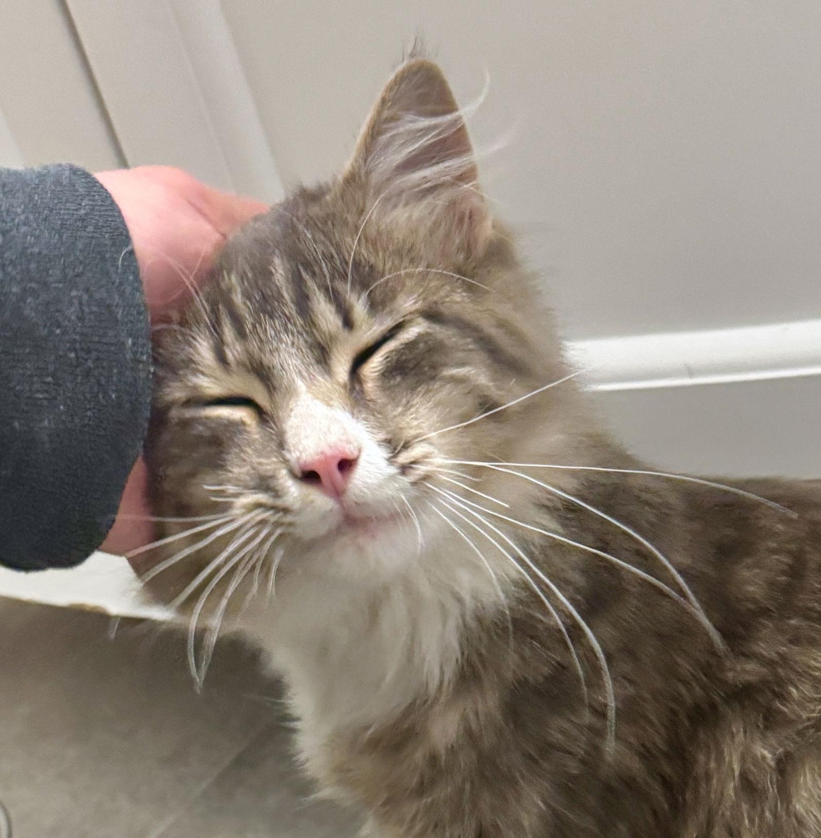 Enlarge Calvin - cuddly cutie - CCC, a Adopted mixed breed in San Luis Obispo, CA image 2/3