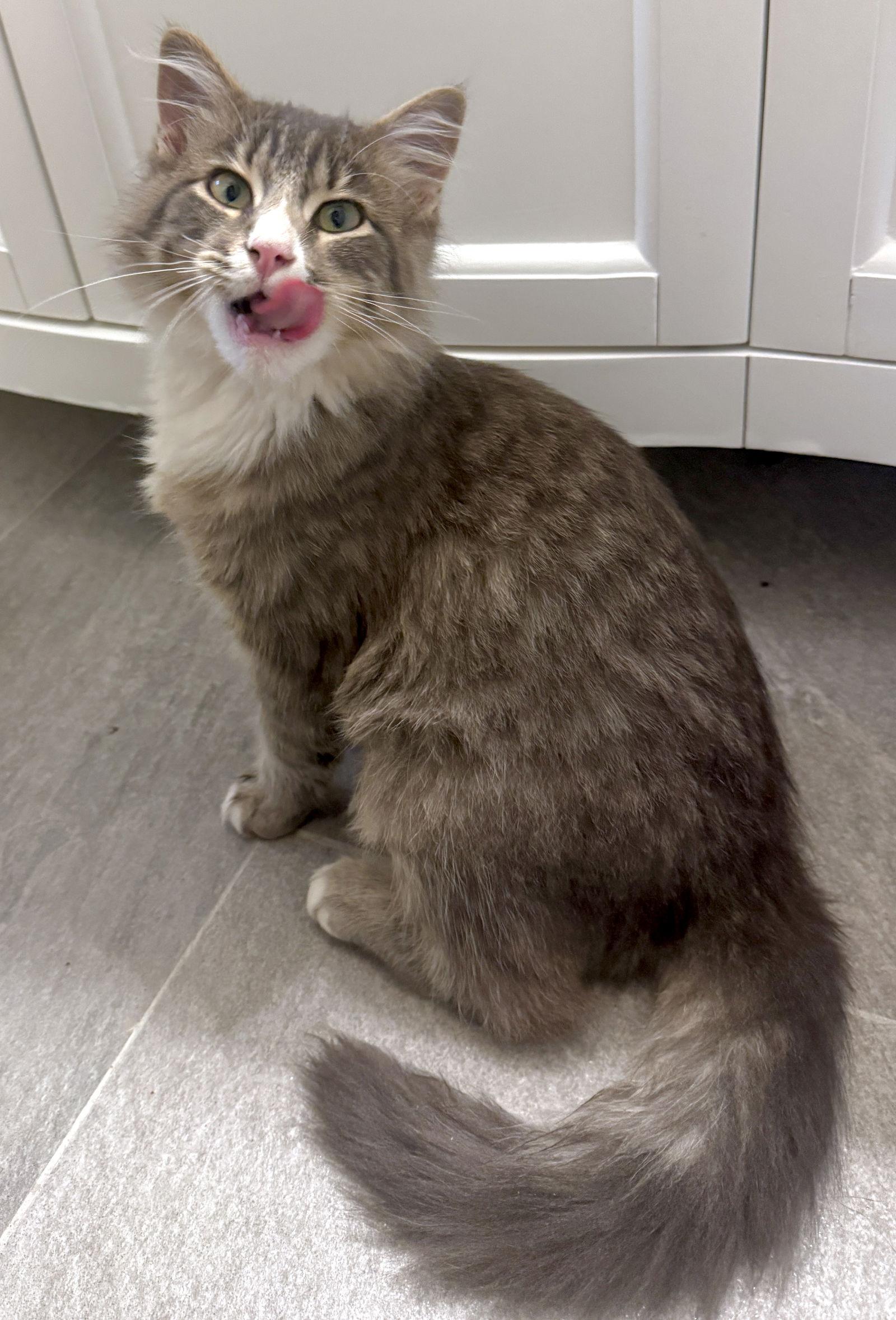 Enlarge Calvin - cuddly cutie - CCC, a Adopted mixed breed in San Luis Obispo, CA image 3/3