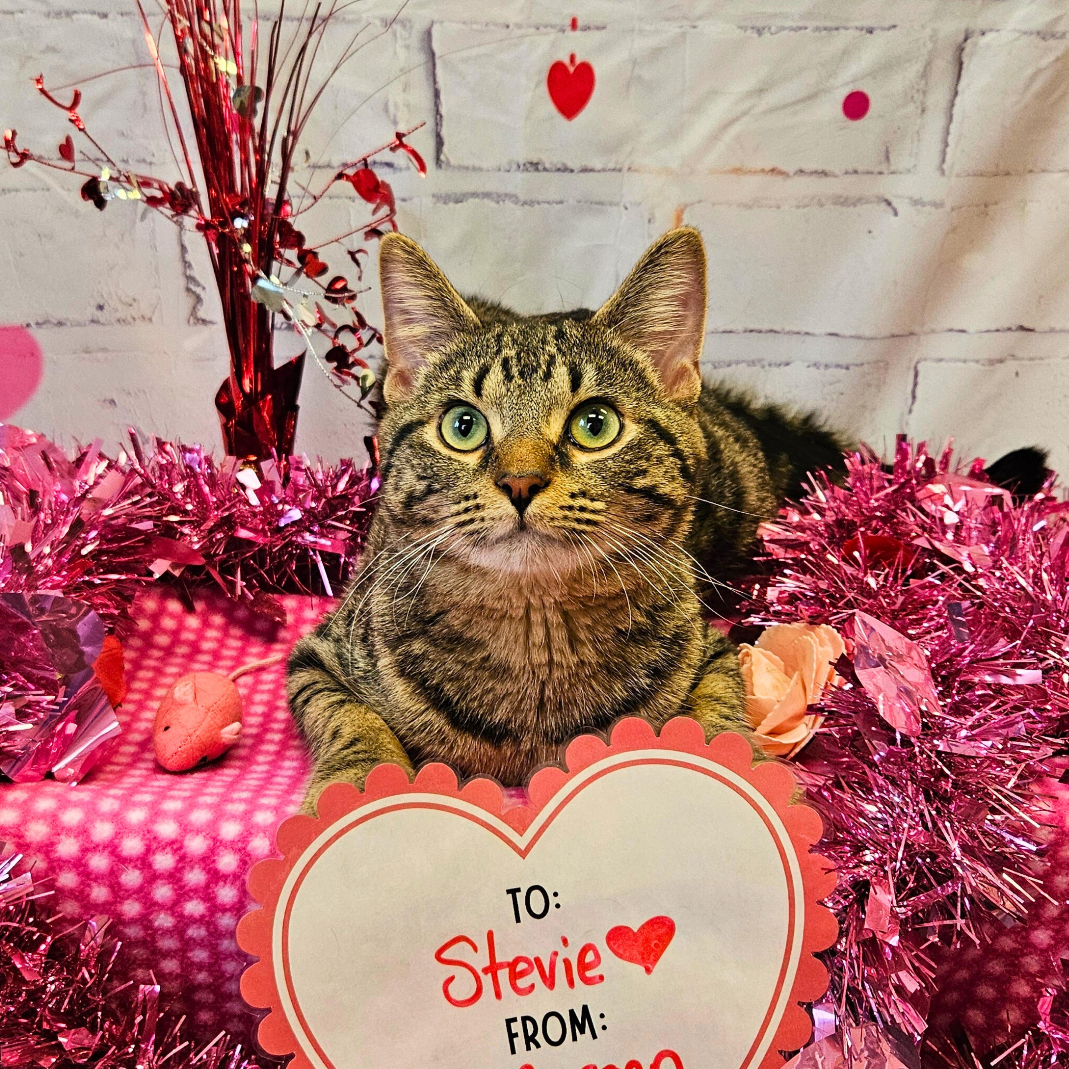 Stevie, a ADOPTABLE Domestic Short Hair in Waterloo, IA image 2/4
