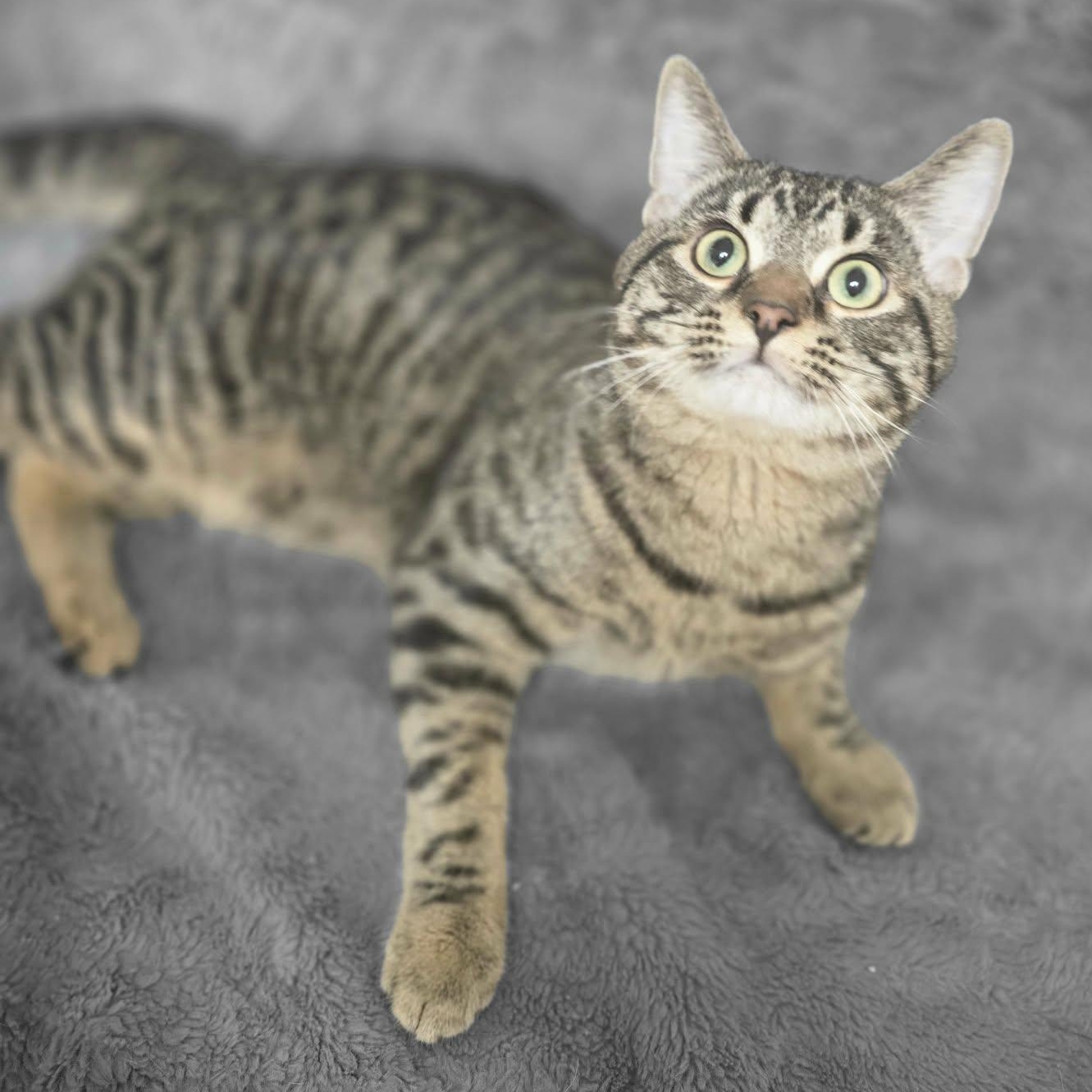 Stevie, a ADOPTABLE Domestic Short Hair in Waterloo, IA image 3/4