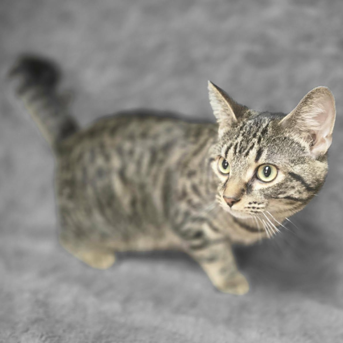 Stevie, a ADOPTABLE Domestic Short Hair in Waterloo, IA image 4/4