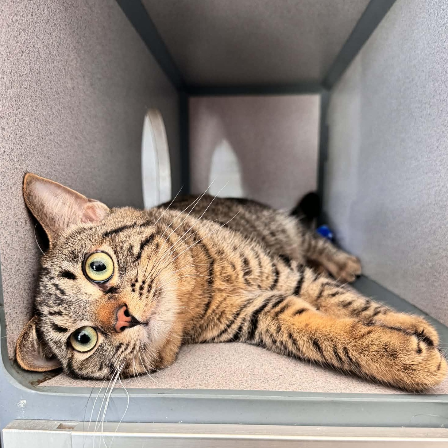 Stevie, ADOPTABLE, Young Male Domestic Short Hair.