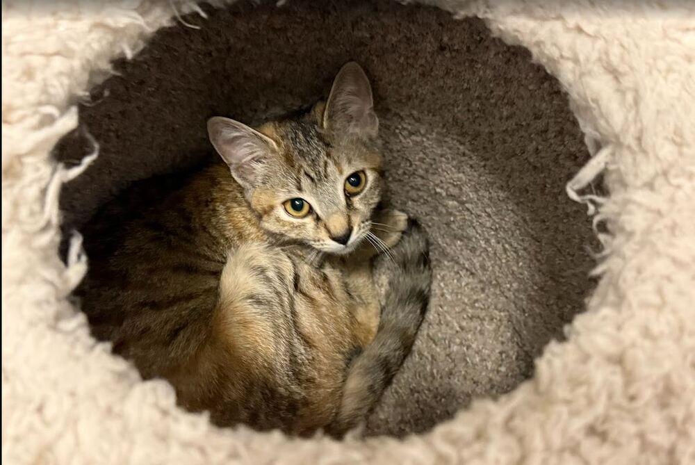 Tiggy, Adoptable, Young Female Domestic Short Hair.