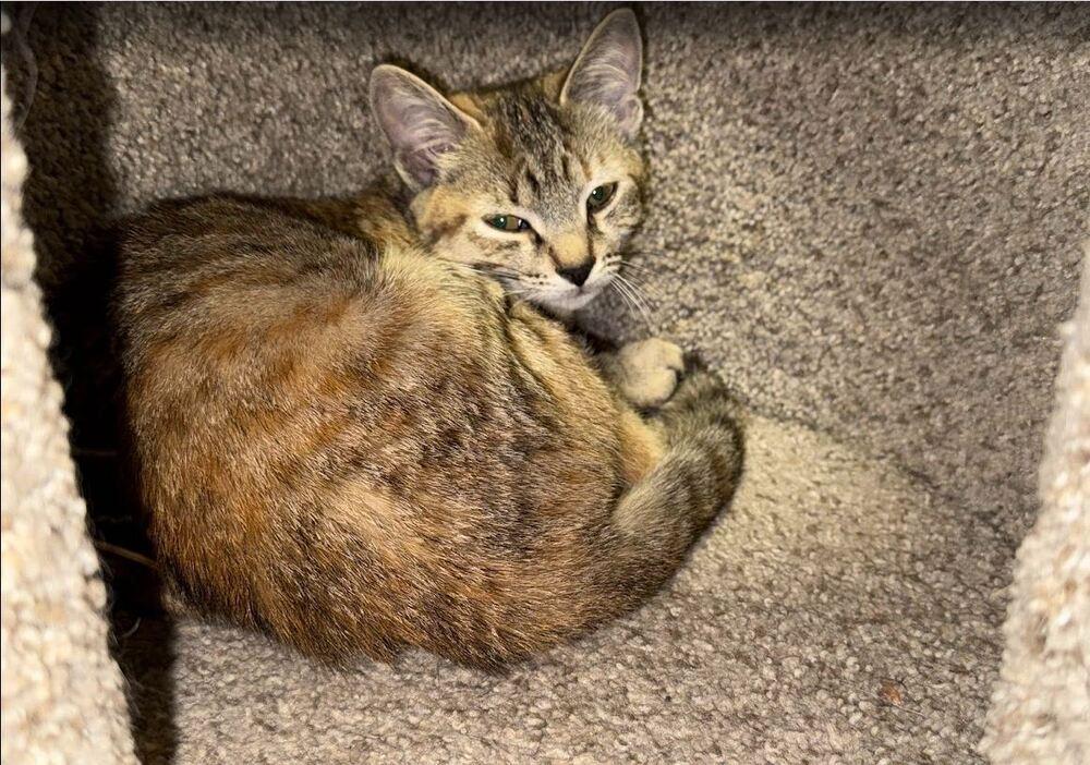 Tiggy, a Adoptable Domestic Short Hair in Hudson, NH image 2/3